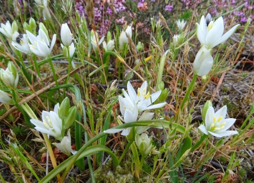 Ornithogalum broteroi