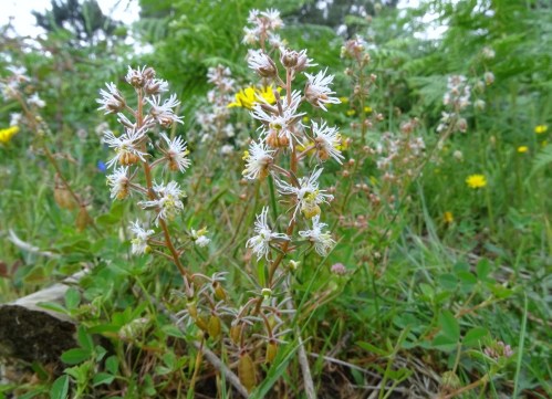 Reseda (Reseda media)