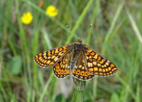Señoriña dos brañais (Euphydryas aurinia)