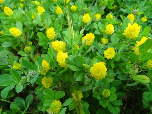 Trevo amarelo (Trifolium campestre)