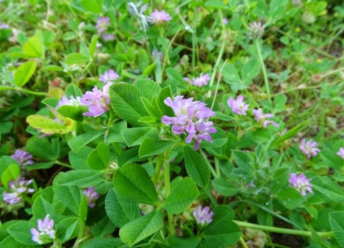 Trevo rubio (Trifolium pratense)