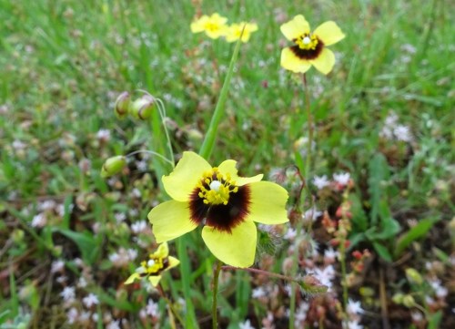 Tuberaria guttata