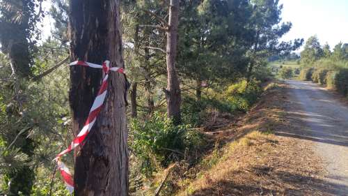 Desbroce da Comunidade de Montes de San Xián en Pinal de Caeiro