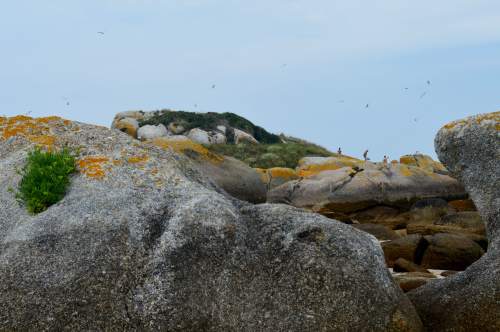 Visitas en zona restrinxida, baixo unha bandada de aves alteradas