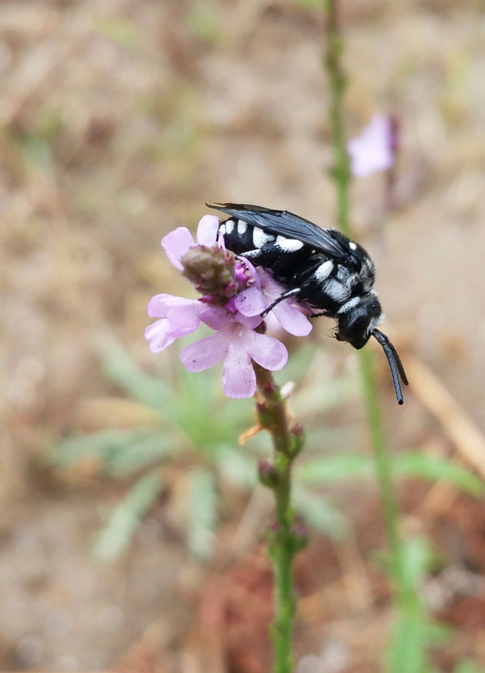 Melecta luctuosa, abella cuco