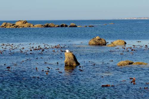 Visita ao illote Areoso, agosto 2018