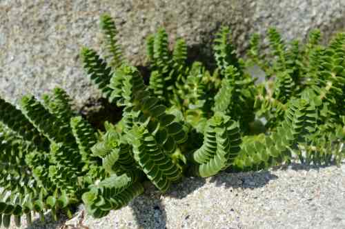 Visita ao illote Areoso, agosto 2018