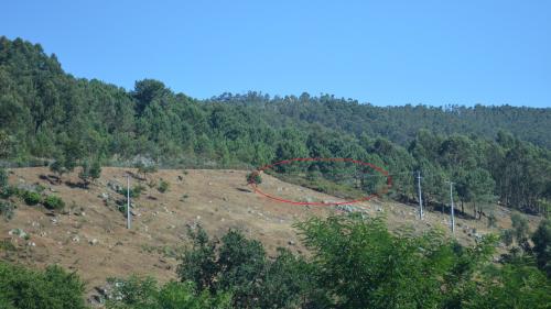 Vista da área desbrozada en Pinal de Caeiro