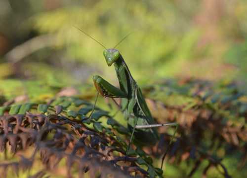 Outono no Monte Pornedo, setembro 2018