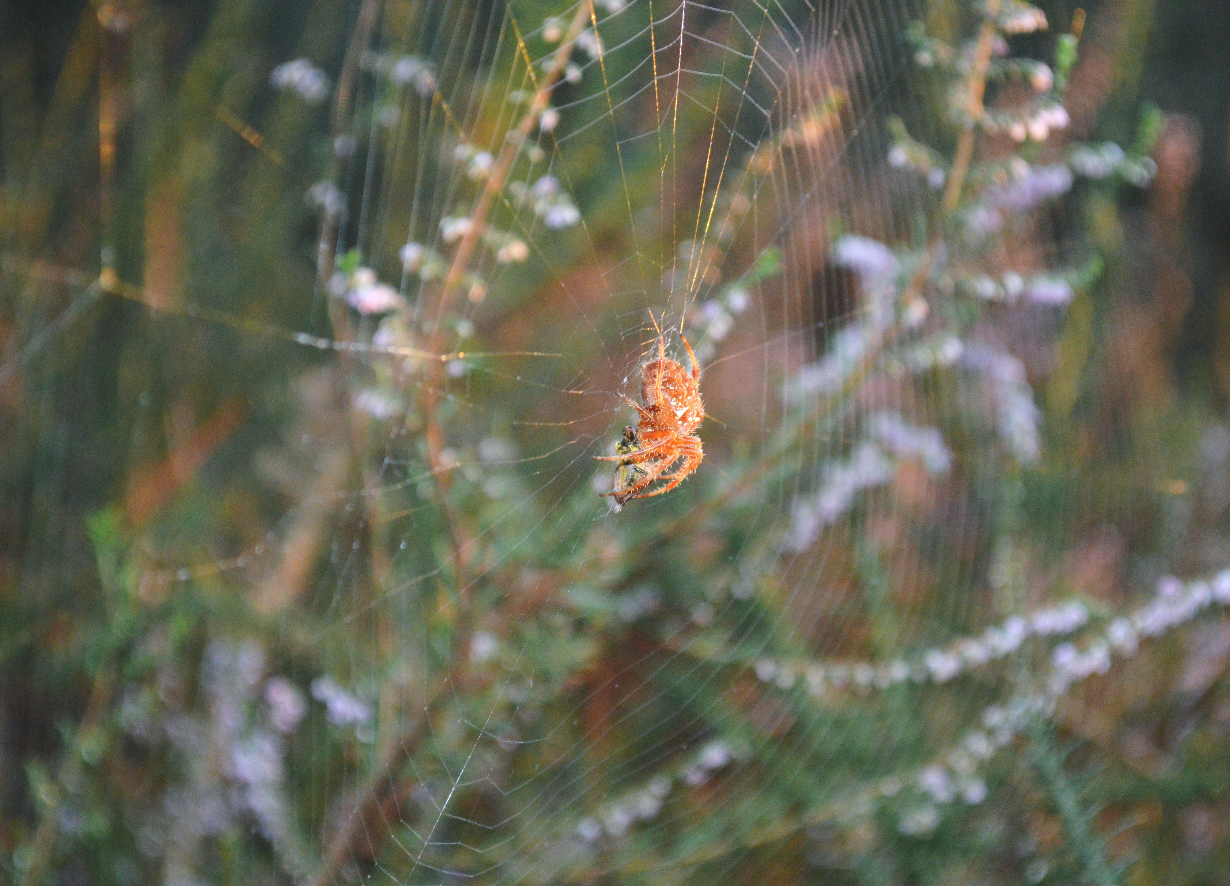 Araña de xardín (Araneus diadematus)