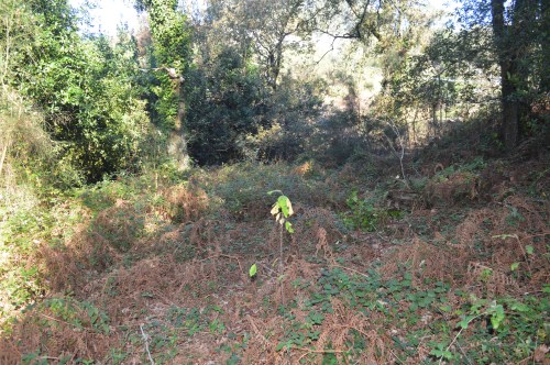 A Curxeira, 1 de xaneiro de 2019