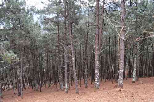 Tarefas de desbroce excesivo realizadas en Penizas