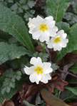 Primula acaulis