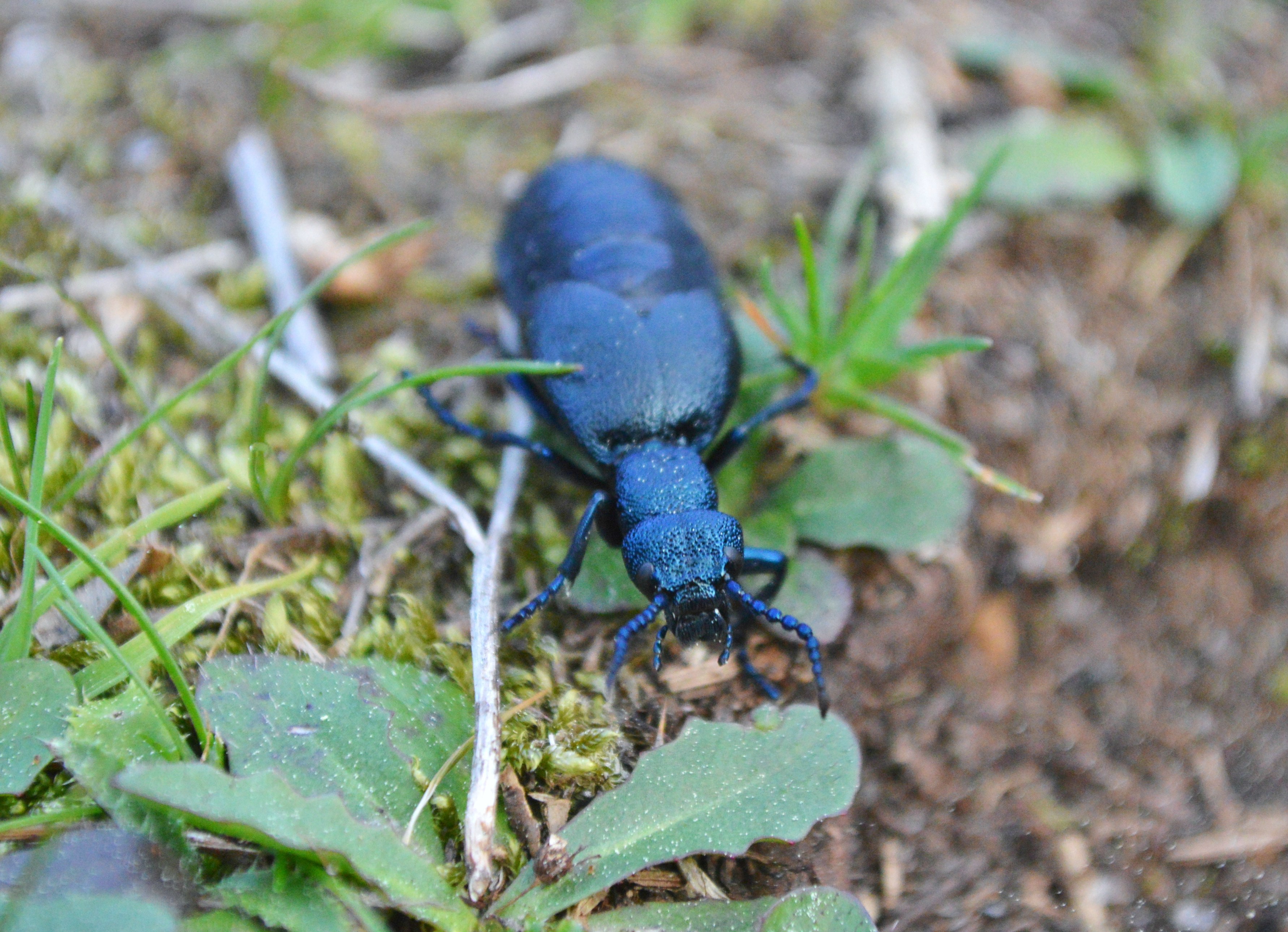 Aceiteiro (Berberomeloe majalis)