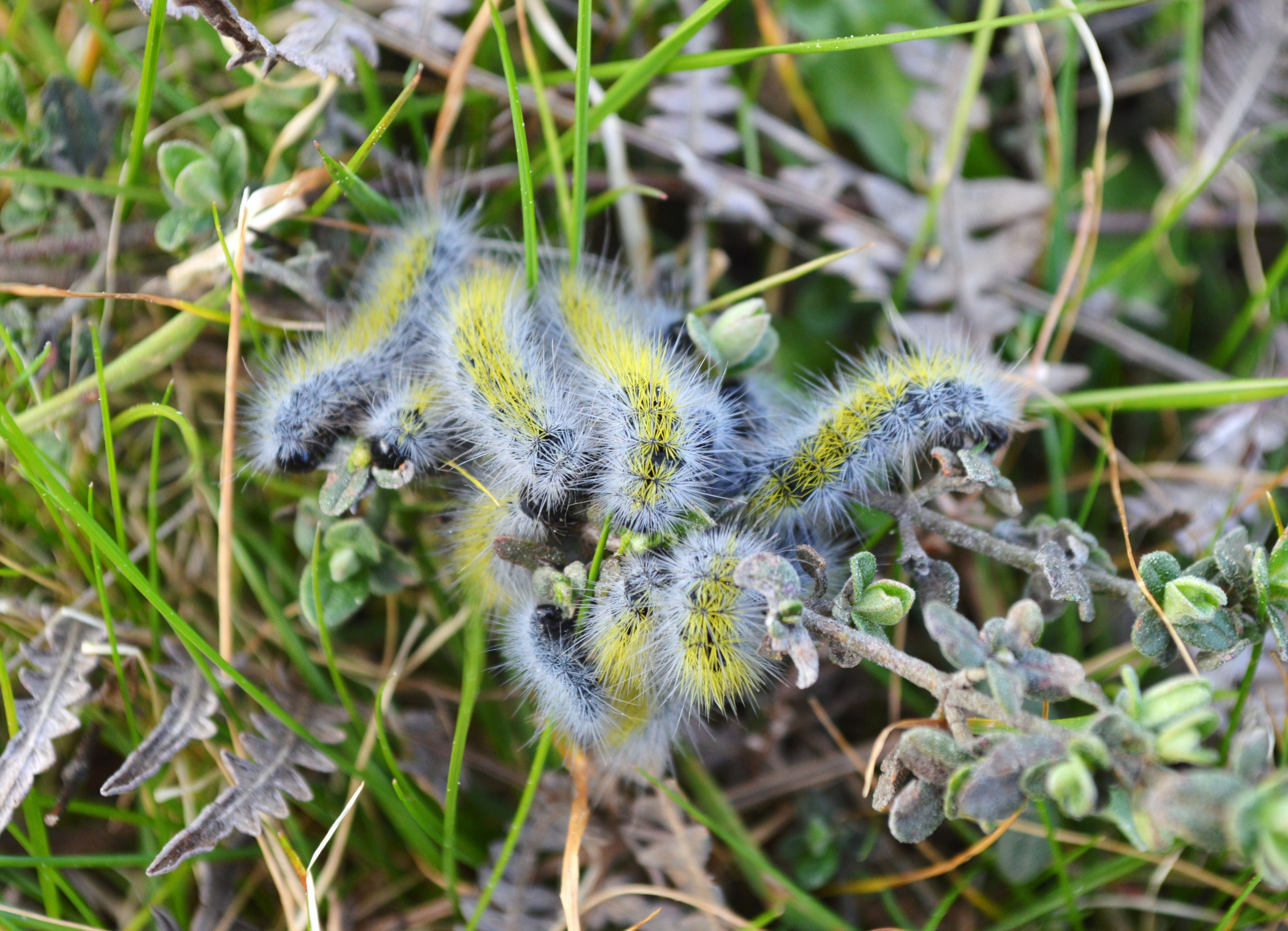 Procesionaria do chan (Thaumetopoea herculeana)