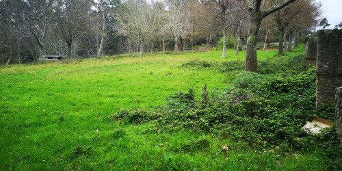 A arboreda do Pituco, un lugar abandonado pola Comunidade de Montes de San Xulián