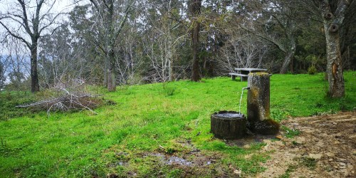 Evidente falta de mantemento da arboreda do Pornedo