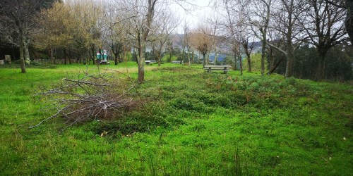 Vexetación sen control, na arboreda do Monte Pituco