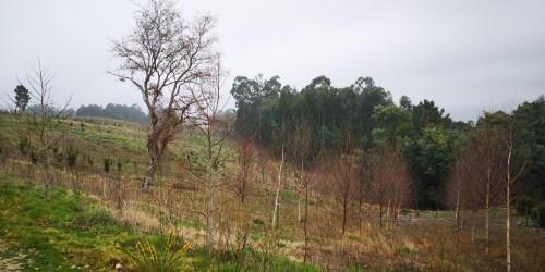 Ruta polo Espazo Sete Camiños con sendeiristas de Negreira, Compostela e Cerceda