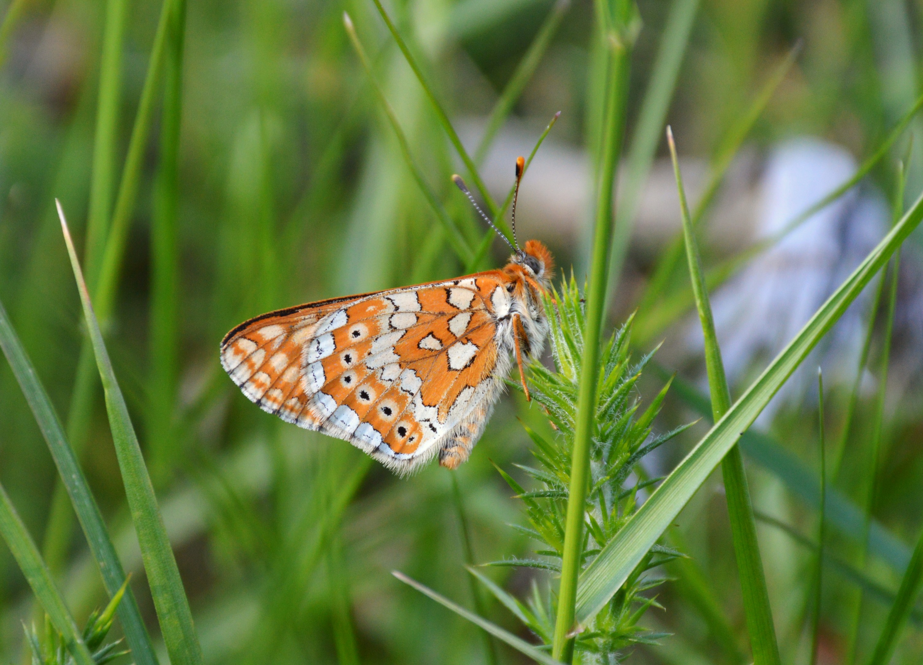 Euphydryas aurinia