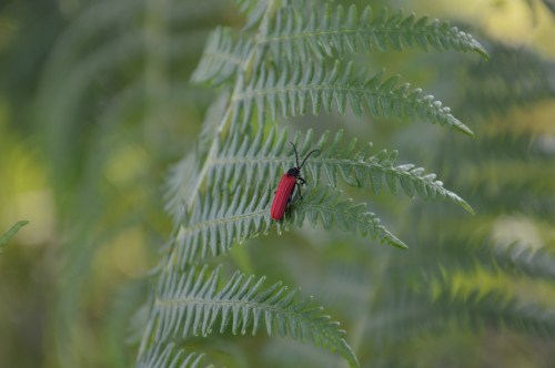 Día da Biodiversidade no Monte Pituco