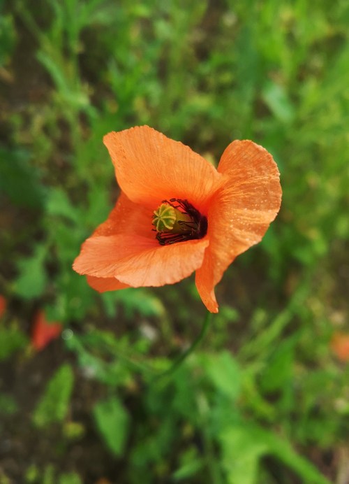 Día da Biodiversidade no Monte Pituco
