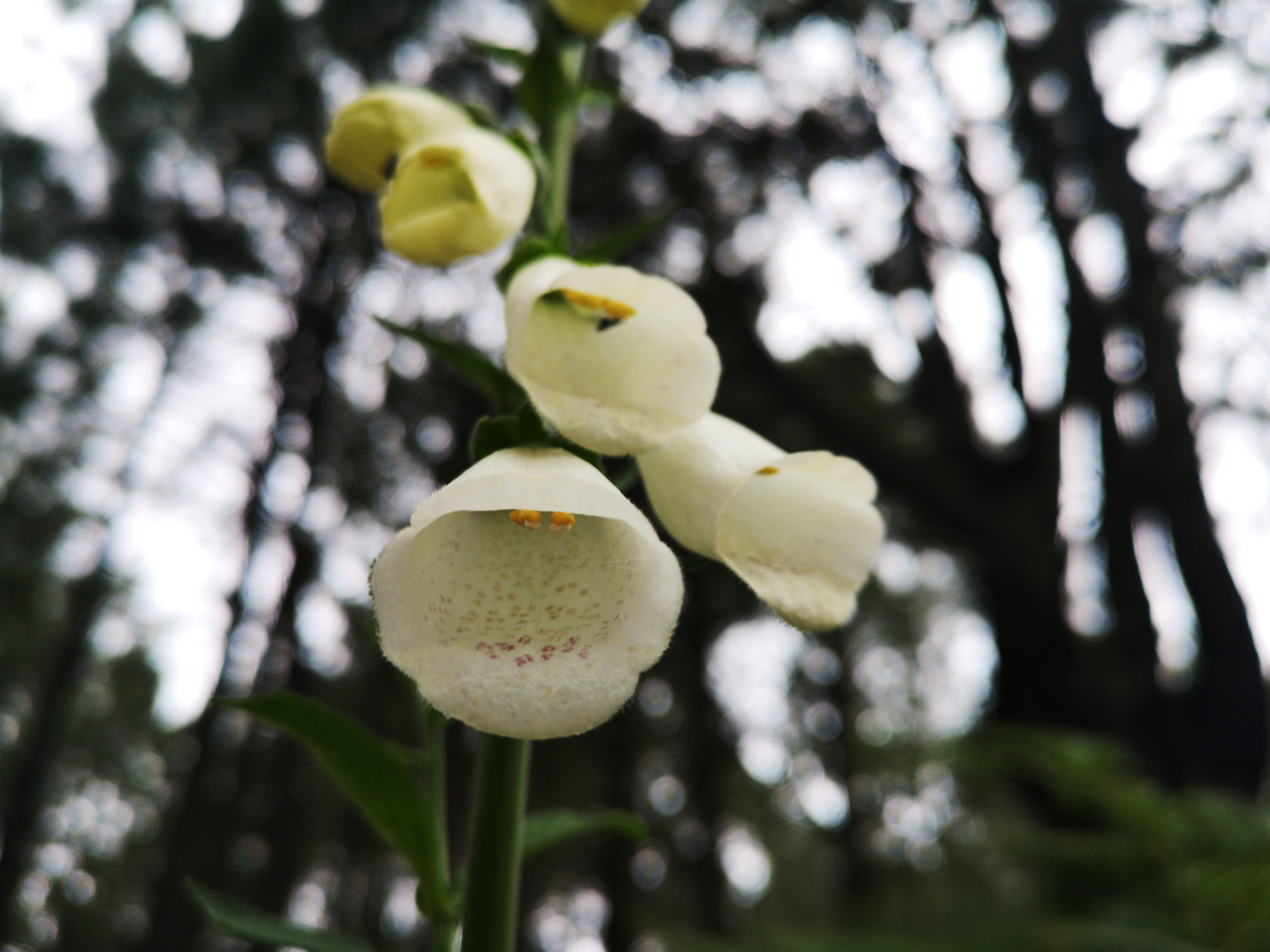 Hipocromatismo de 'Digitalis purpurea'