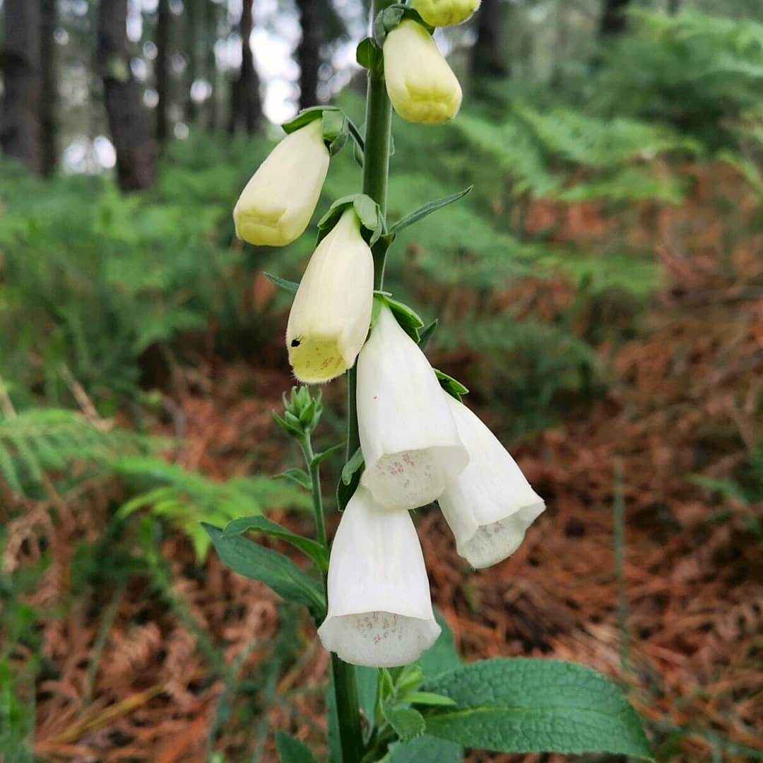 Hipocromatismo de 'Digitalis purpurea'