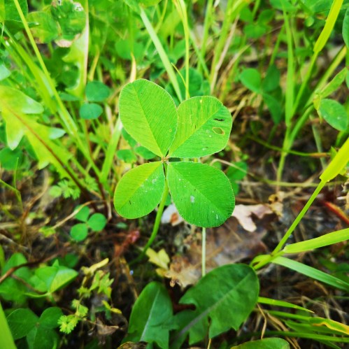 Día da Biodiversidade no Monte Pituco
