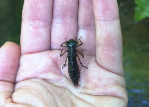 Día da Biodiversidade no Monte Pituco