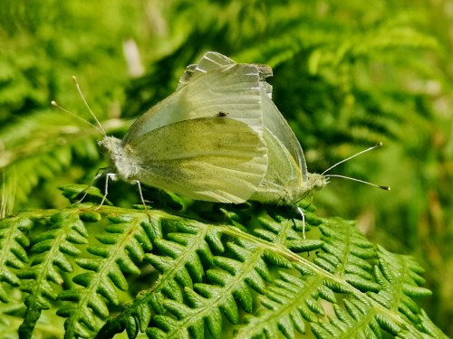 Día da Biodiversidade no Monte Pituco