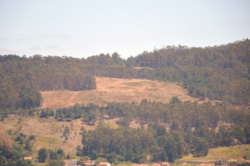 Vista da corta na zona de Pinal de Caeiro