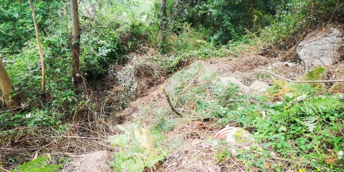 Tala a carón do rego das Presas