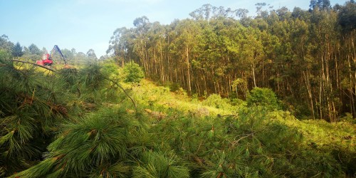 A tala, desde abaixo