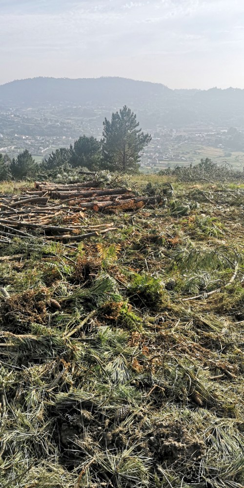 Vista da tala desde arriba
