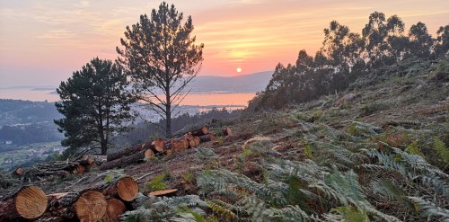Tala a matarrasa na ladeira do Pornedo