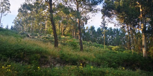 Tala diante da arboreda do Pornedo