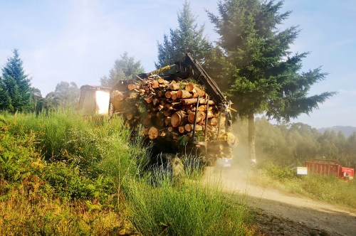 Transporte da madeira cortada