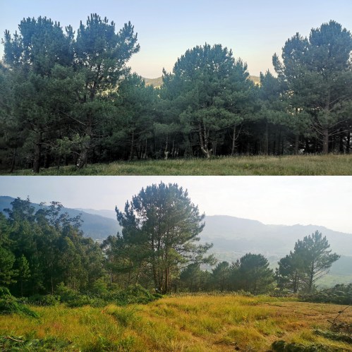 O piñeiral do Pornedo, antes vs. despois