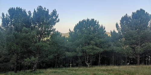 Piñeiral do Pornedo, in memoriam