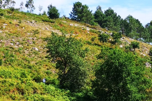 Niño de velutina no Caeiro