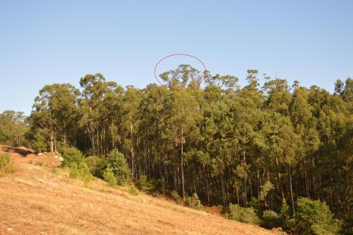 Niño de vespa velutina no Pituco