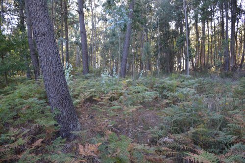Mámoa de Sete Camiños