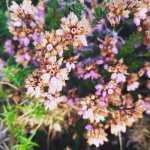 Andaina polo Monte Pituco ao solpor. Foto de Sandra&nbsp;Pesqueira.