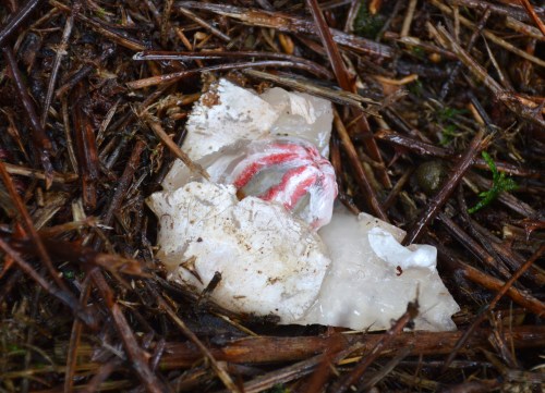Clathrus en Champás