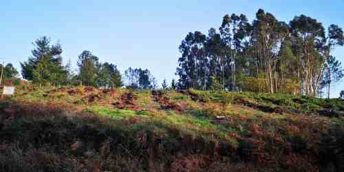Reforestación trala corta a matarrasa