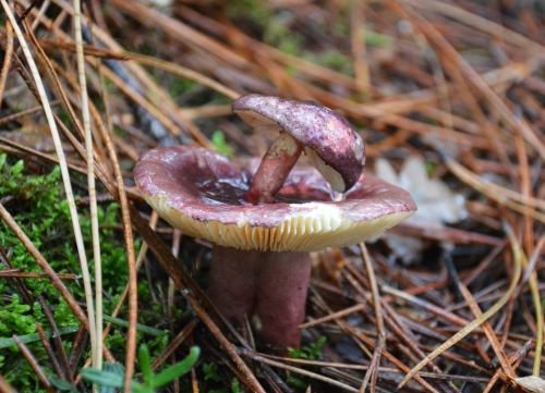 Russula en Champás