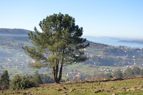 Tala a matarrasa no Pituco