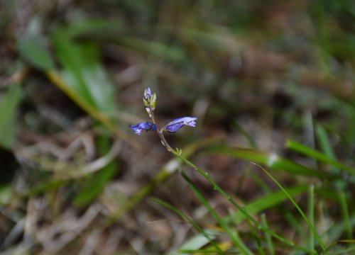 Polygala vulgaris