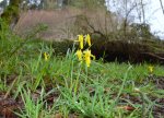 “Narcissus cyclamineus” no río&nbsp;Tomeza